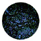 Luster Dust-Smoky Amethyst