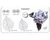 JEM Hydrangea Set
