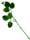 Rose Stem with Silk Leaves