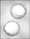 3D Dessert Clam Shell Box Chocolate Candy Mold