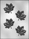 Maple Leaf Chocolate Candy Mold