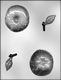 3D Apple Chocolate Candy Mold
