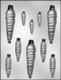 Carrots of Various Sizes Chocolate Candy Mold
