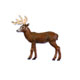 Adornment - Deer