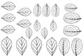Gelatin Veining Sheet- Leaf 1