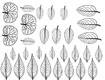 Gelatin Veining Sheet- Leaf 4