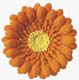 Gerbera Daisy- Orange