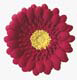 Gerbera Daisy- Red