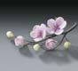 Cherry Blossom Spray