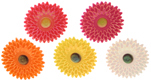 Gerber Daisy Picks