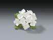 Hydrangea Bunch