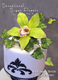 DVD - Sensational Sugar Flowers Volume 2