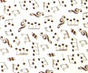Chocolate Transfer Sheet- Symphony
