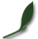 Peach/Cherry/Apple Marzipan Leaves