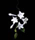 White Asian Stephanotis Filler
