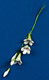 Stephanotis Filler Spray