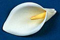 Large Calla Lily