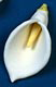 Extra Large Calla Lily