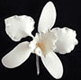 Medium White Cattleya Gum Paste Flower
