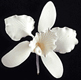 Medium White Cattleya Gum Paste Flower