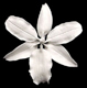 White Vuylstekeara Orchid Gum Paste Flower