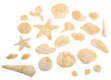 Marbled Fondant Sea Shell Assortment