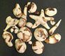 Brown Marbled Fondant Sea Shell Assortment