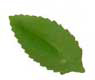 Wafer Paper Serrated Leaves
