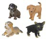 Puppy Assortment