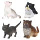 Kitten Assortment