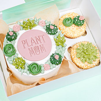 Succulent Cake Bento Box