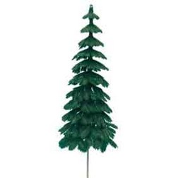 Large Evergreen Trees