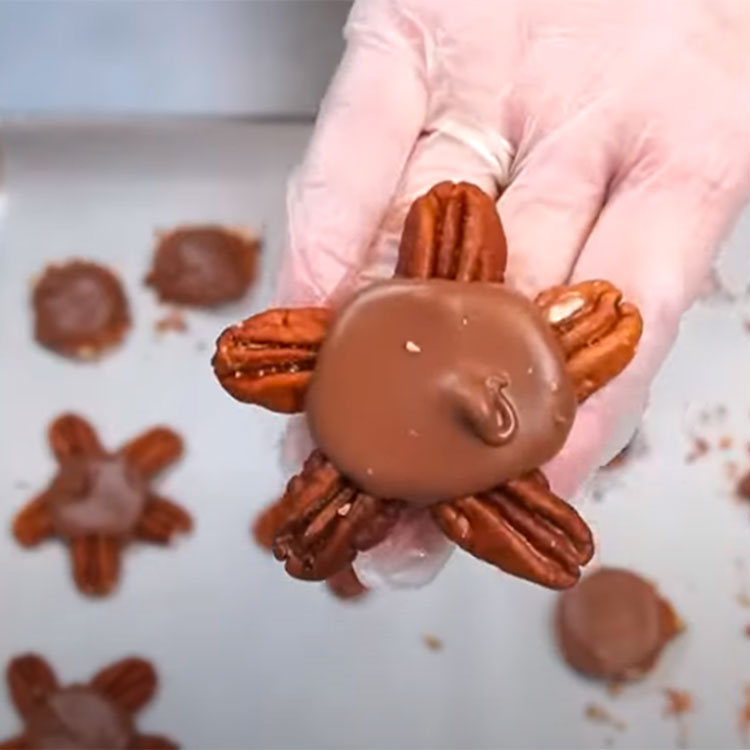 pecan halves arranged on a sheet pan to make chocolate turtles